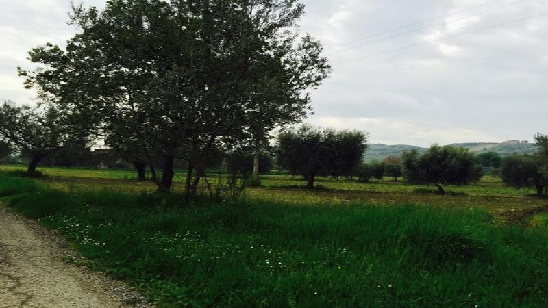 AP, Casolare con Terreno